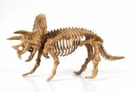 Triceratops